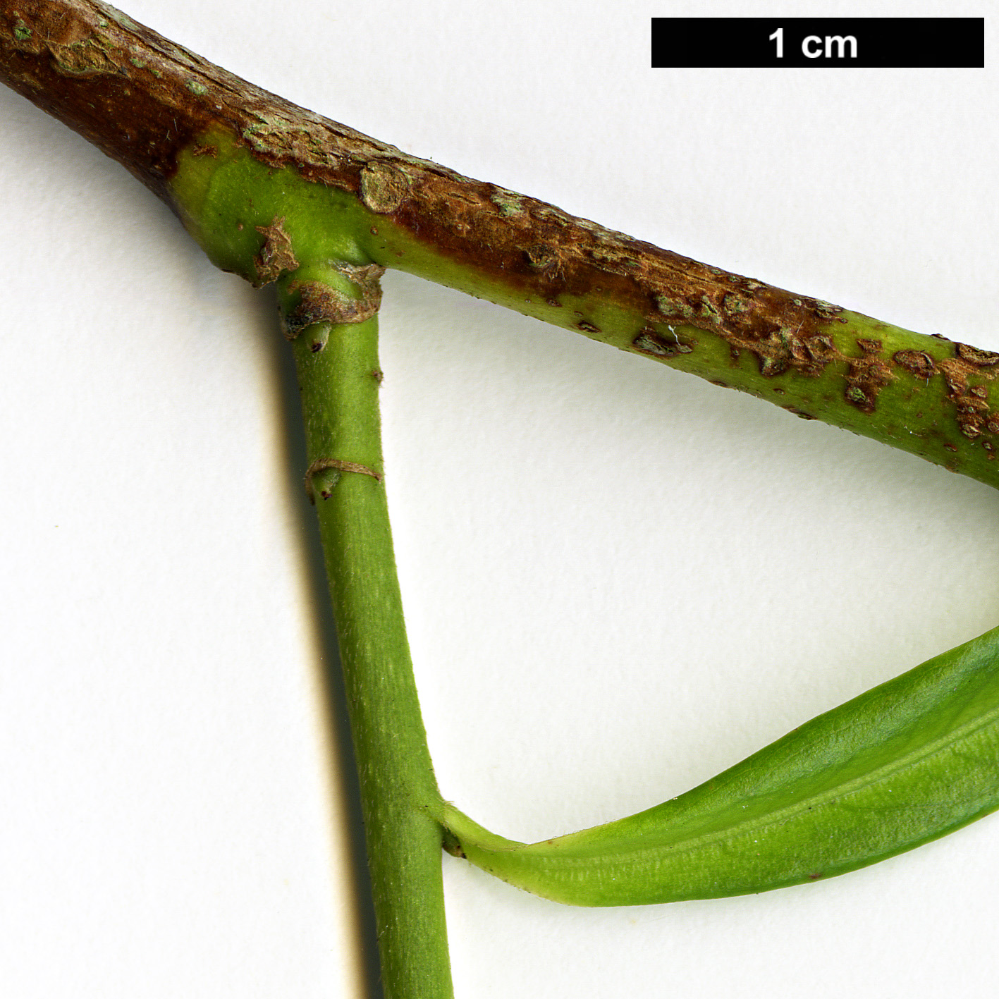 High resolution image: Family: Theaceae - Genus: Camellia - Taxon: sinensis - SpeciesSub: var. assamica